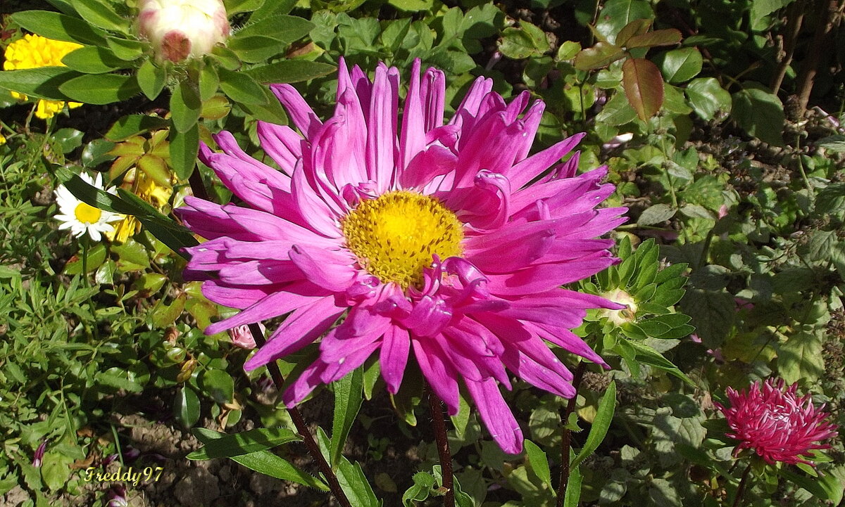 Астра - Freddy 97