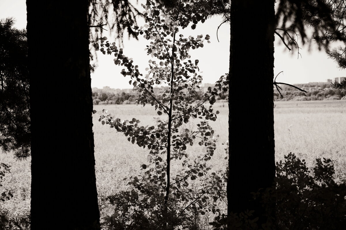 Фотография - Денис Безногов