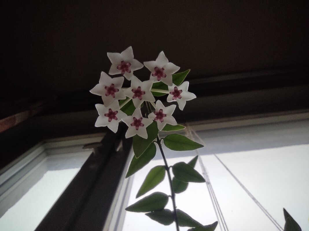 Хойя цветёт - Игорь Ч.