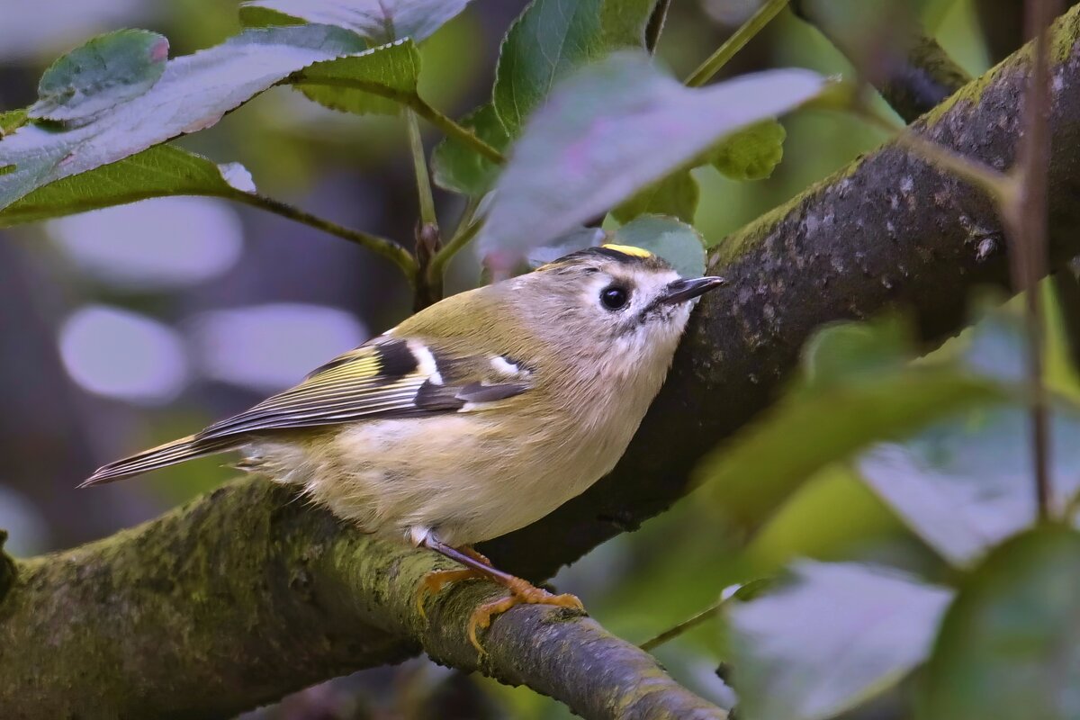 Жёлтоголовый королёк - Николай Соколухин
