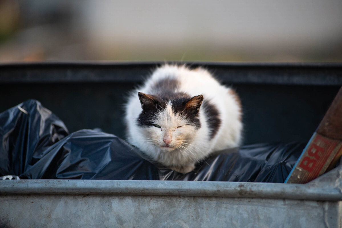 Хозяин мусорки - Владимир Иванович