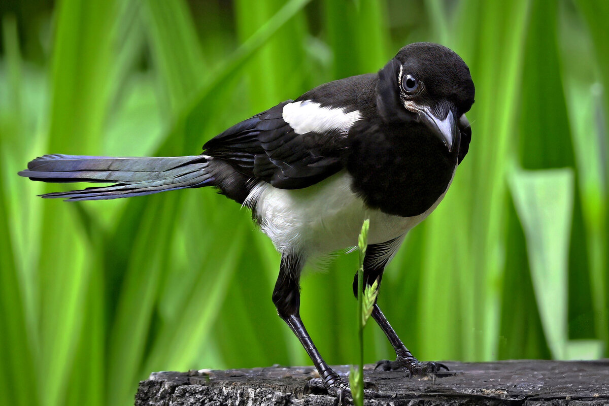 Портрет общительной сороки - Николай Соколухин
