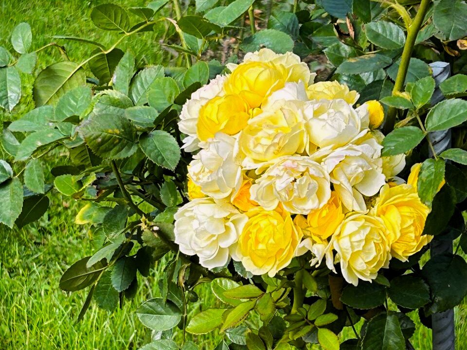 Розы - Наталья 