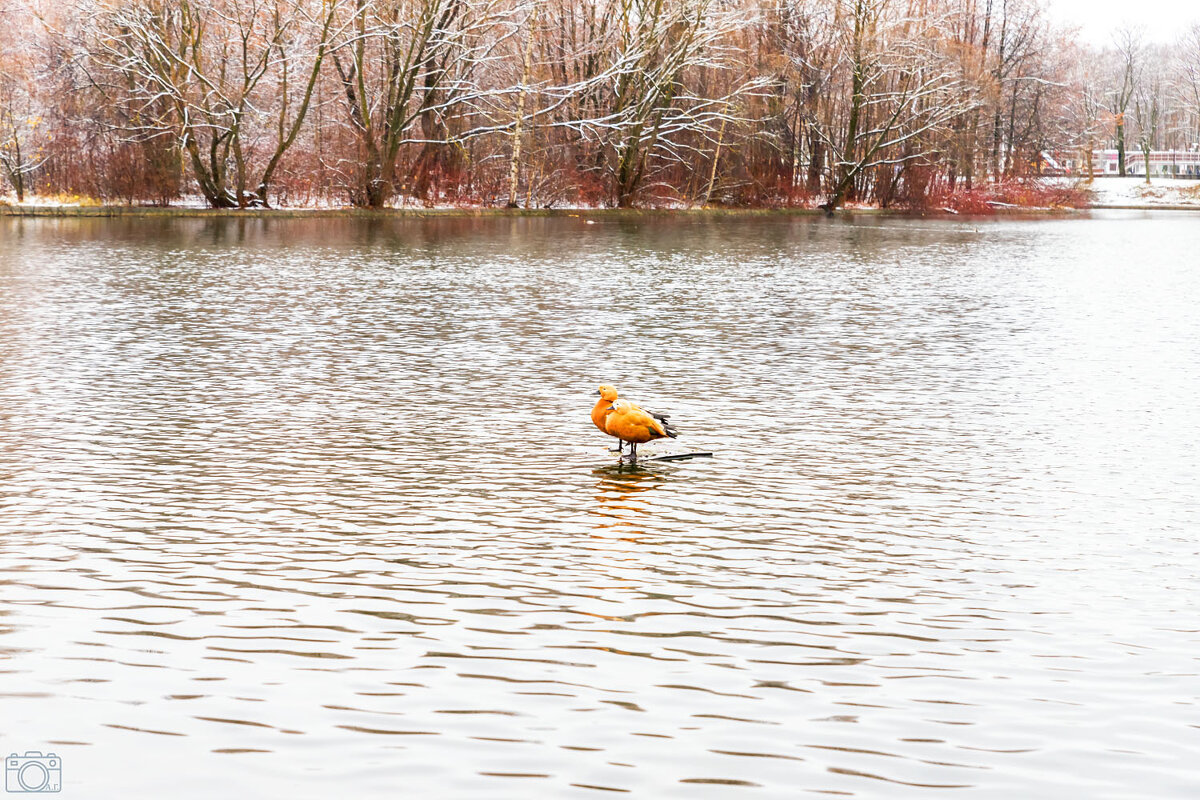 Двое - Александр 