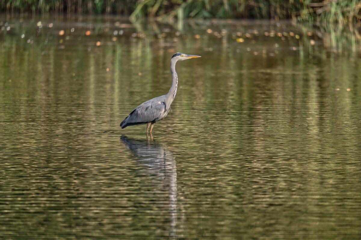 Пруд - Jakob Dick