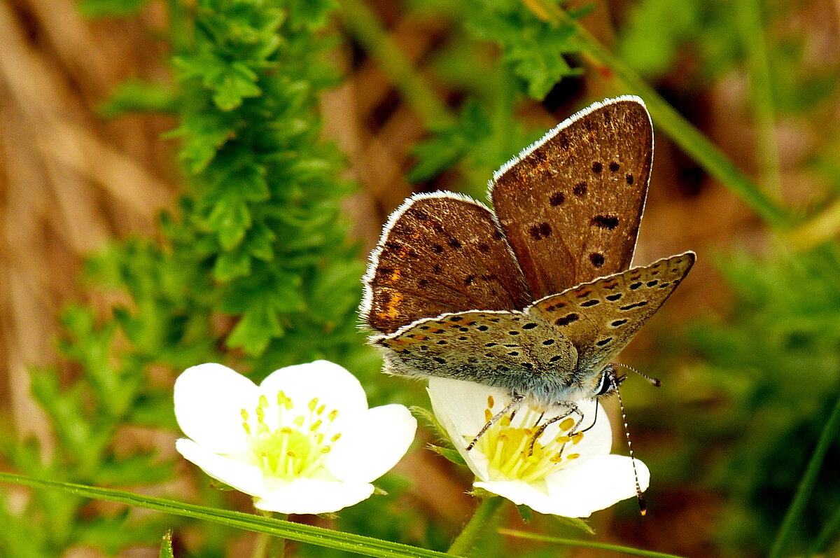 опять про бабочек...89 - Александр Прокудин опять про бабочек...89 - Александр Прокудин