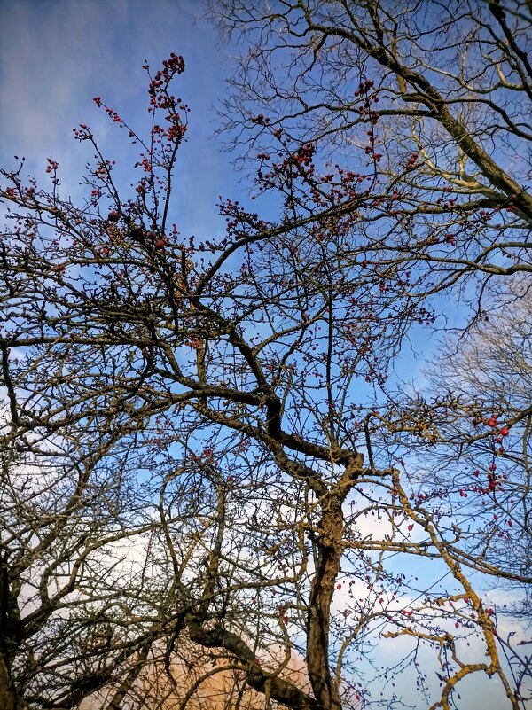 Декоративная яблоня - Veera V