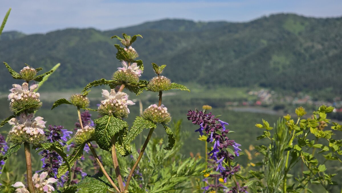 Цветы Долины - Рустам Кашапов