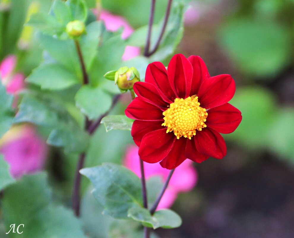 В объективе георгина (серия) - Любовь Сахарова