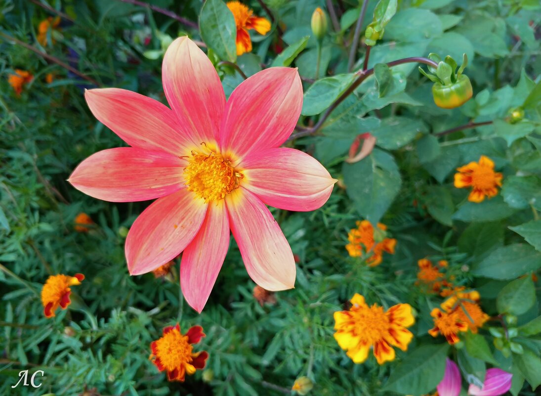 В объективе георгина (серия)удалитьредактировать - Любовь Сахарова