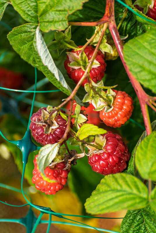 Малина в конце Ноября - Игорь Сикорский Малина в конце Ноября - Игорь Сикорский