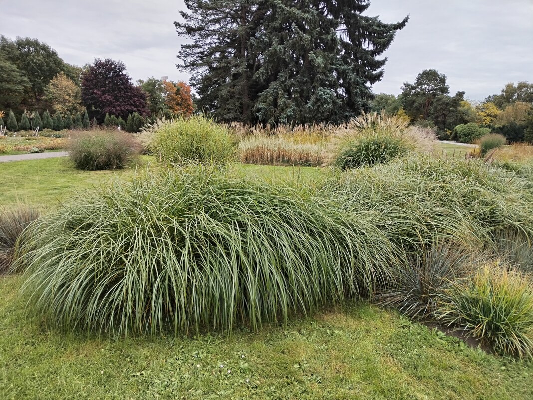 Травка зенелеет. - Валерий Пославский Травка зенелеет. - Валерий Пославский