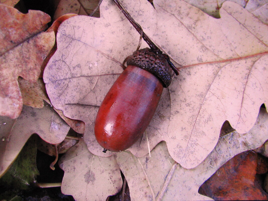 Уронила сойка жёлудь - Людмила Смородинская