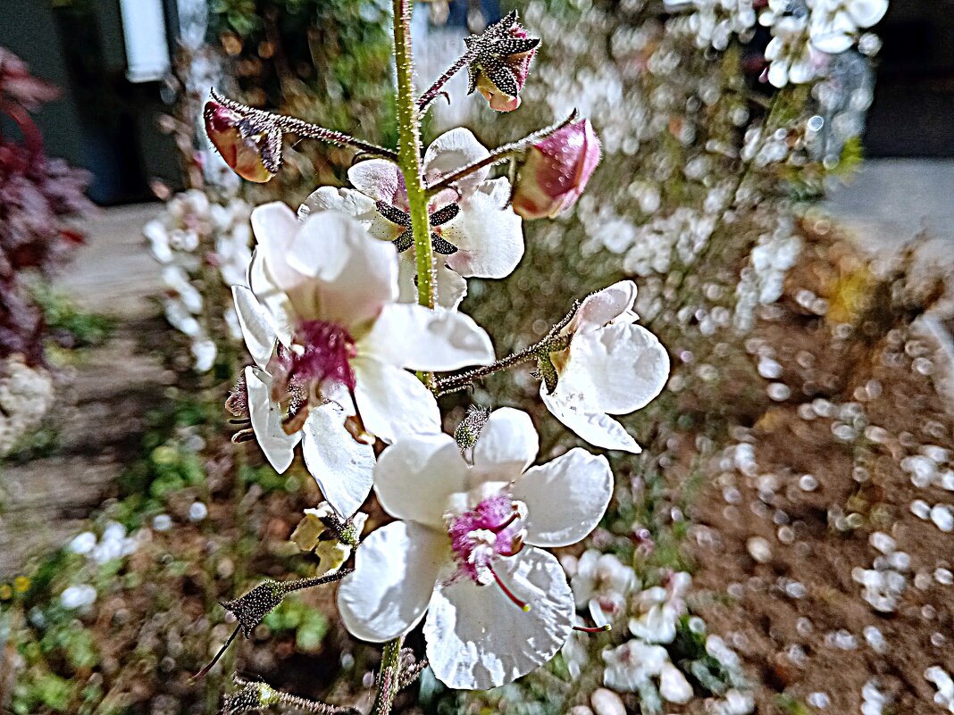 Цветы. - Владимир Драгунский