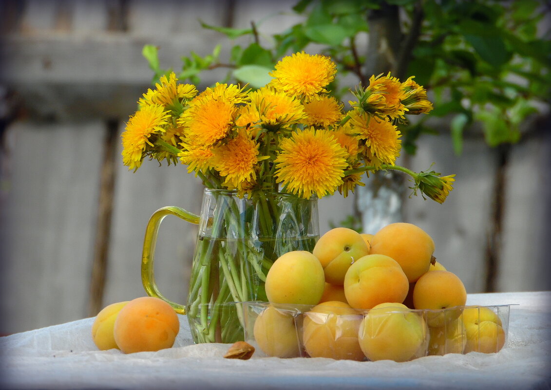 Одуванчики. - nadyasilyuk Вознюк