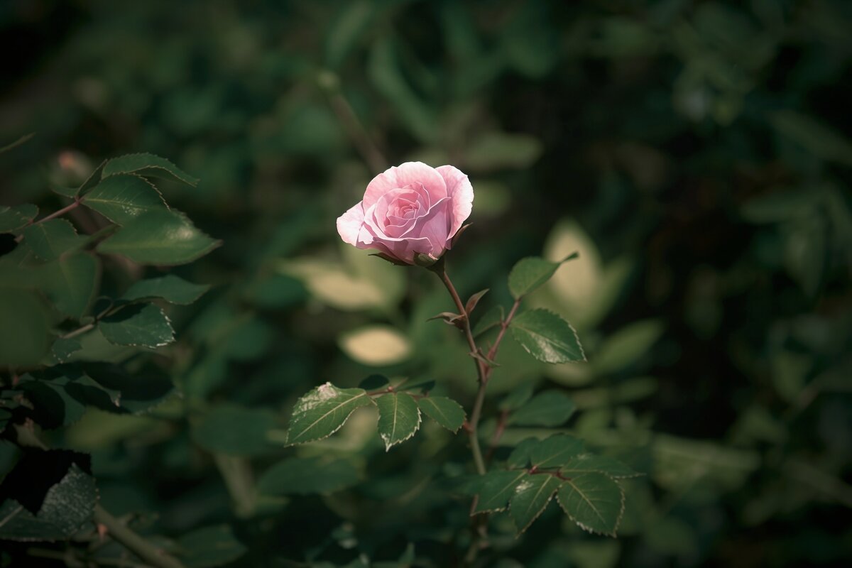 Нежный цветок - Анастасия Ильина