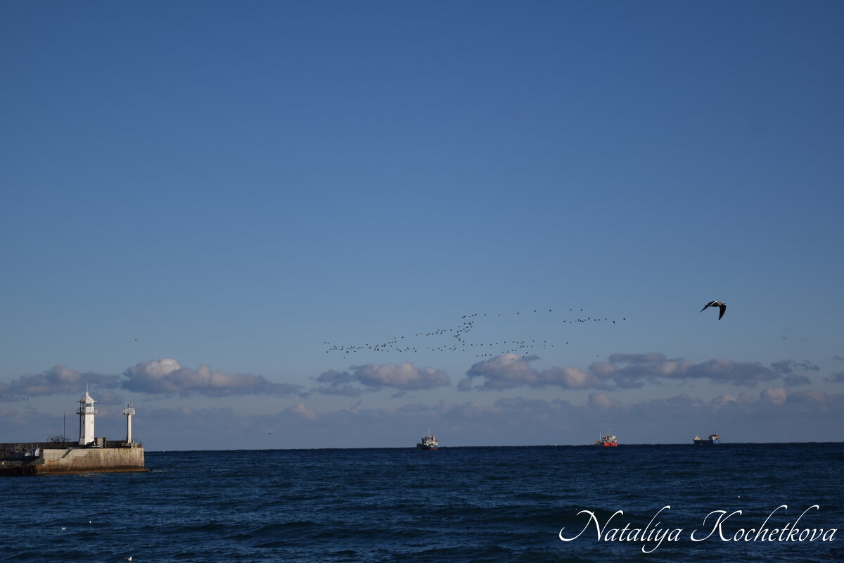 Природа Крыма - Amazing Cosmea