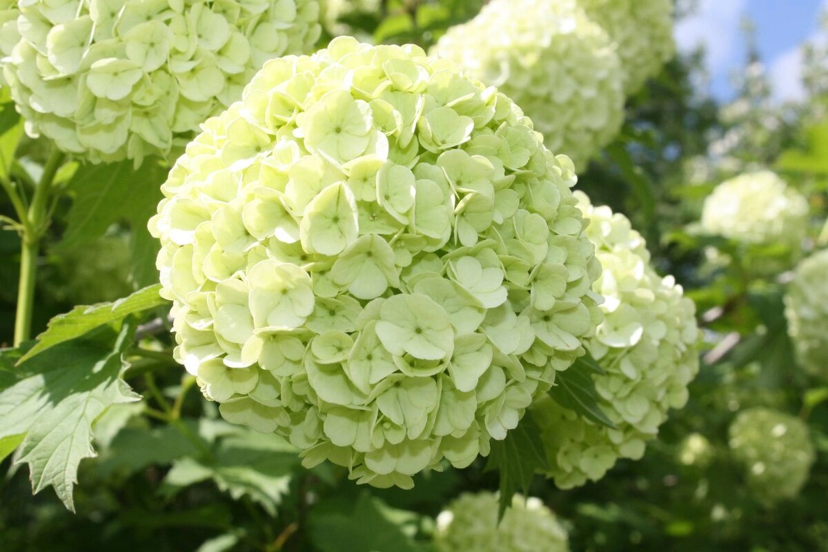 Бульдонеж - Ольга Савельева 