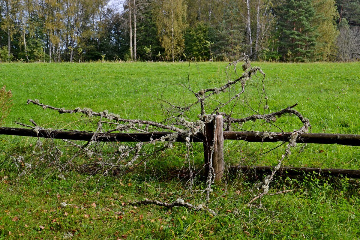 МИХАЙЛОВСКОЕ. - Виктор Осипчук