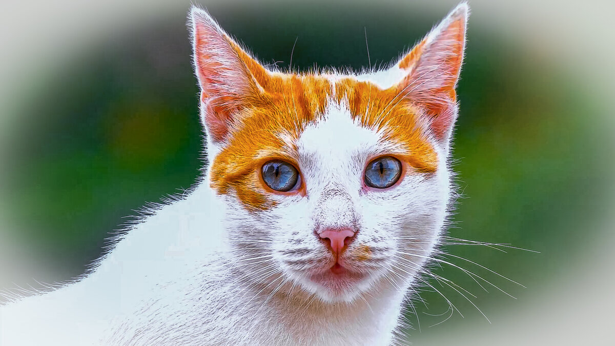 Голубоглазка - Aleksey Afonin