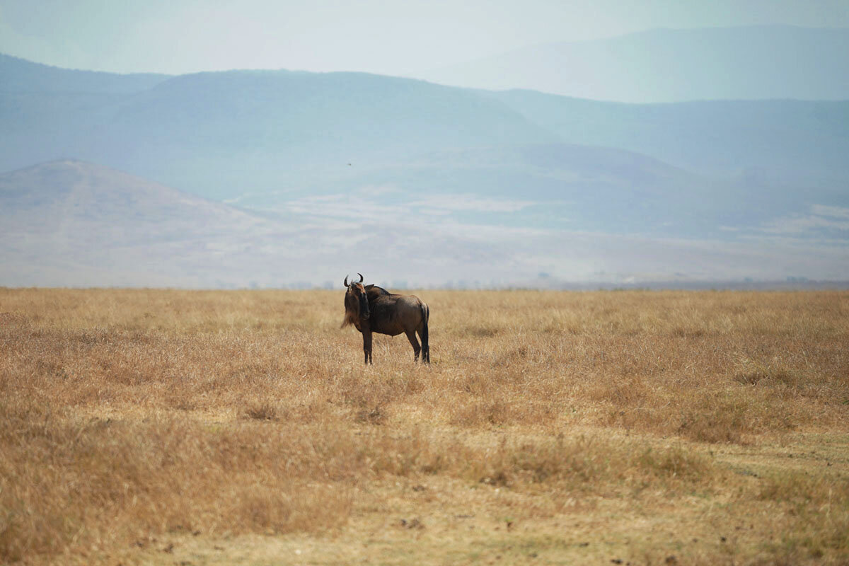 Отбился от стада... - Liliya 
