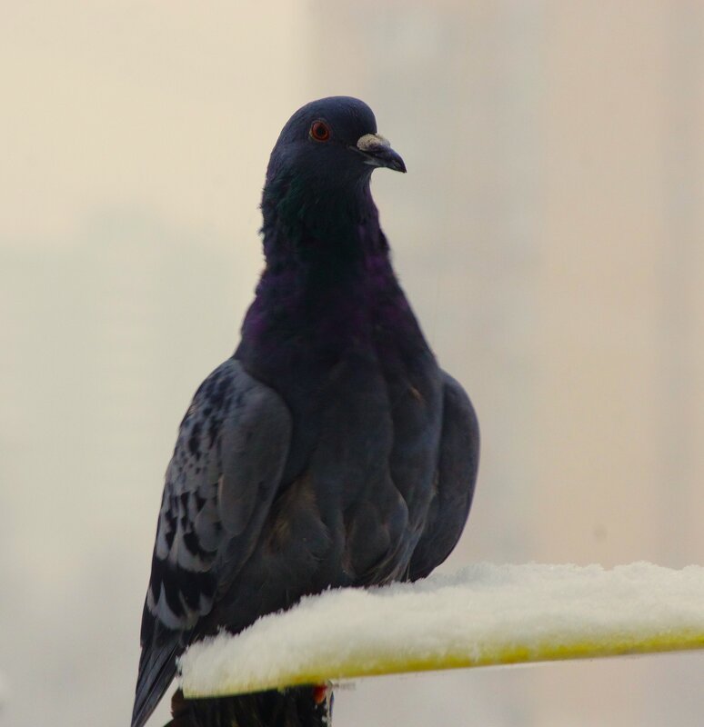 Вот он - "красавец" ! - Юрий Куликов