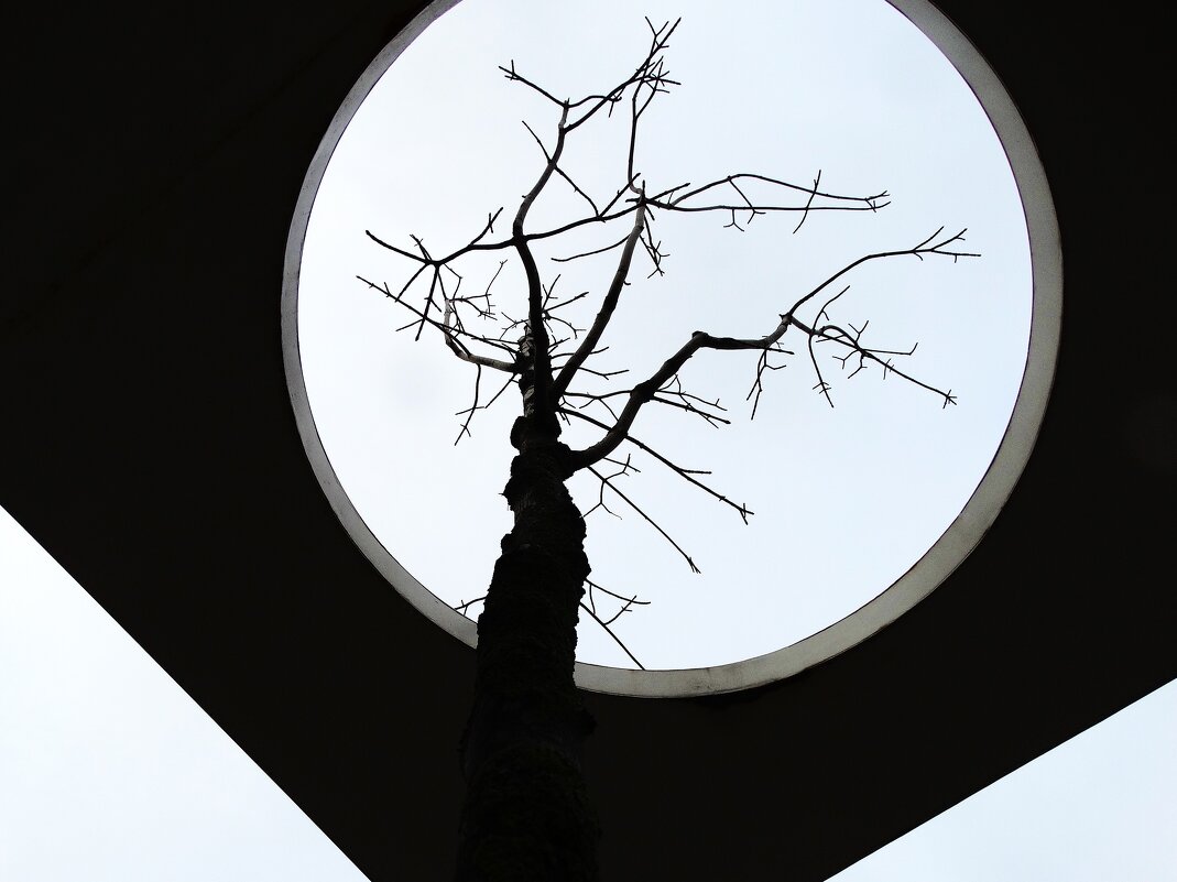 Дерево - svk *