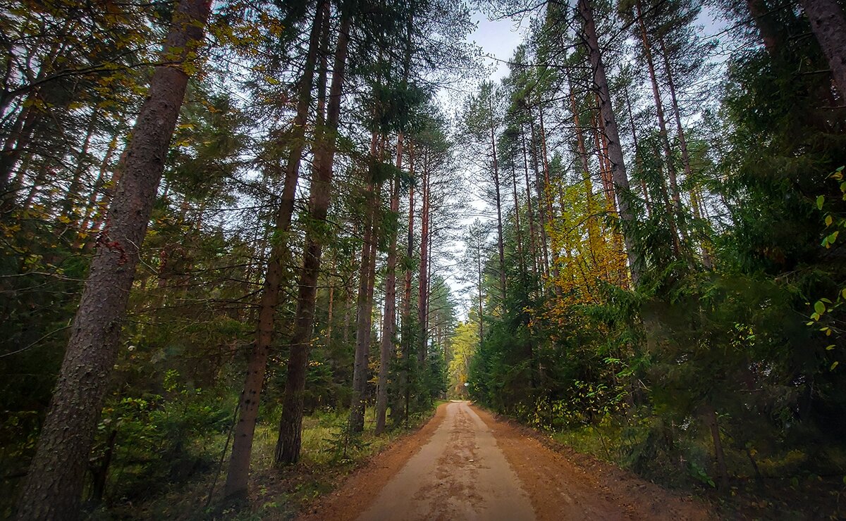 Осенний лес - Николай Дергачев