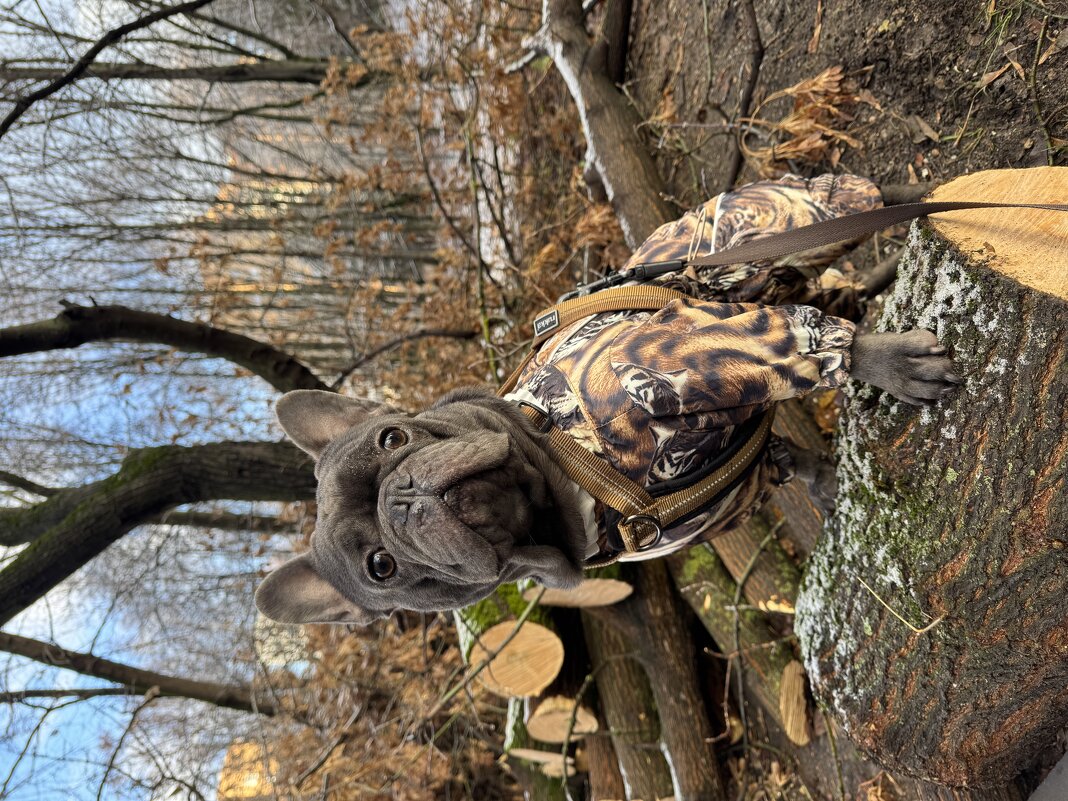 Лесоруб - Анна Камс