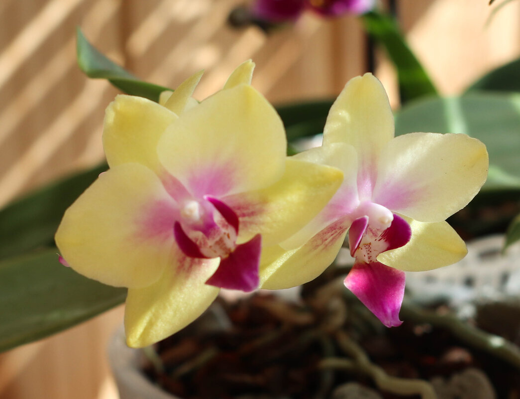 Моя коллекция орхидей - Irene Irene Моя коллекция орхидей - Irene Irene