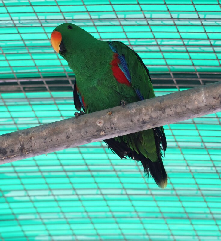 Попугай эклектус - Аркадий Басович