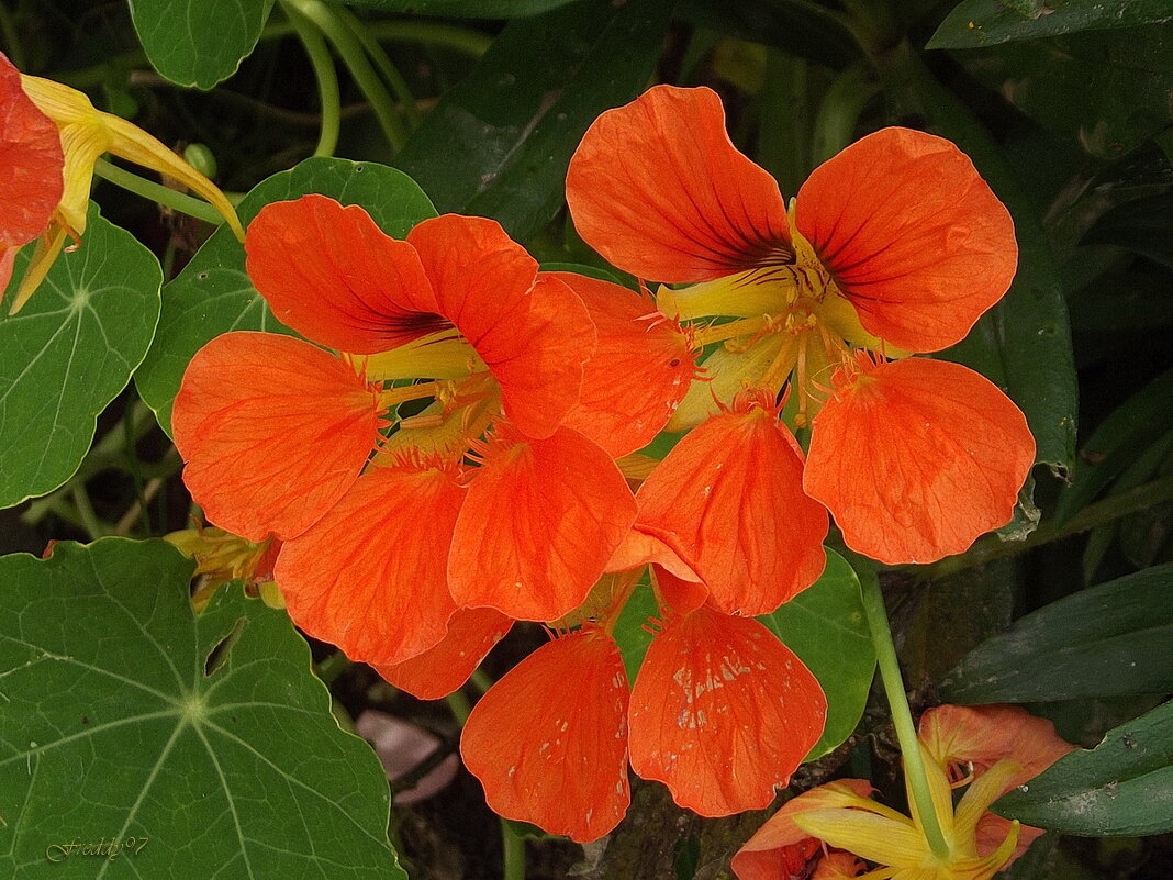 Настурция - Freddy 97