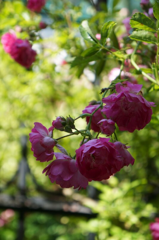 Летние сны ... - Алёна Савина