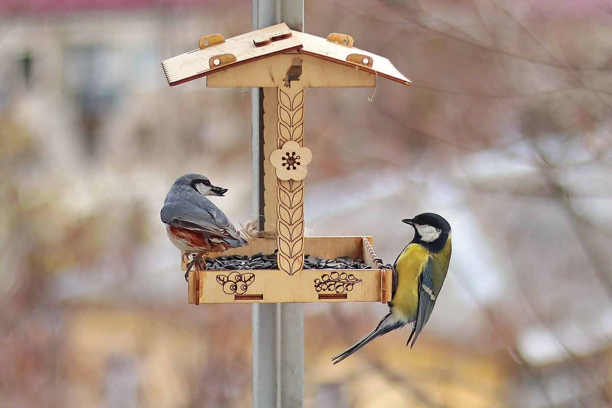 Шо ты хапаешь... - Татьяна Бравая