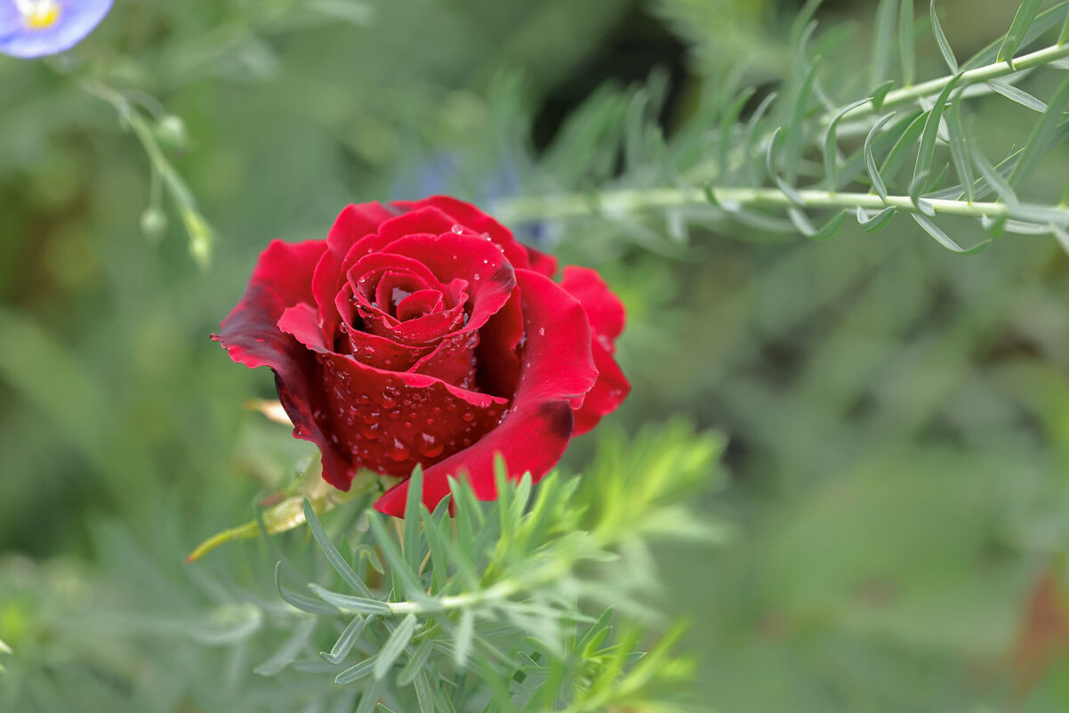 *** - владимир 