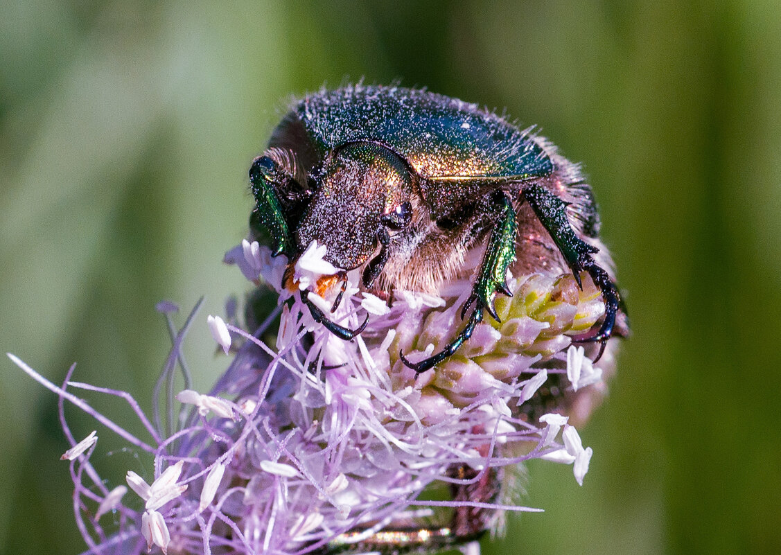 Пожиратель цветов - Владимир Иванович