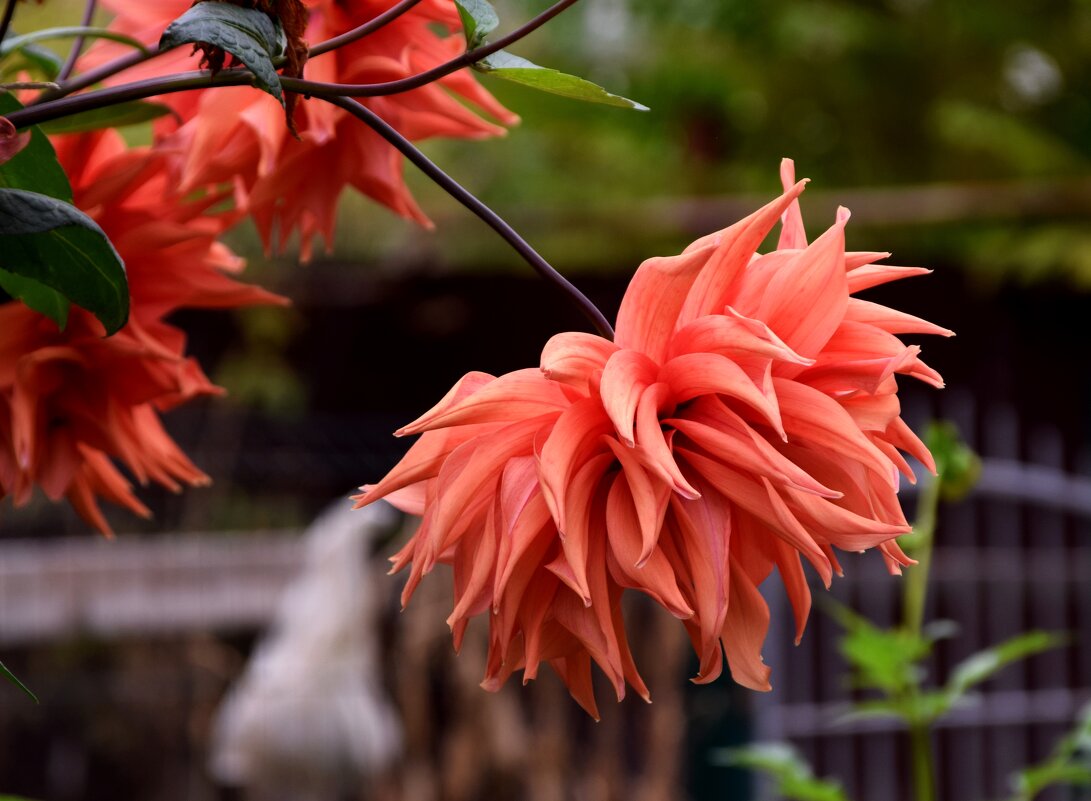 *** - Павленко Михаил 