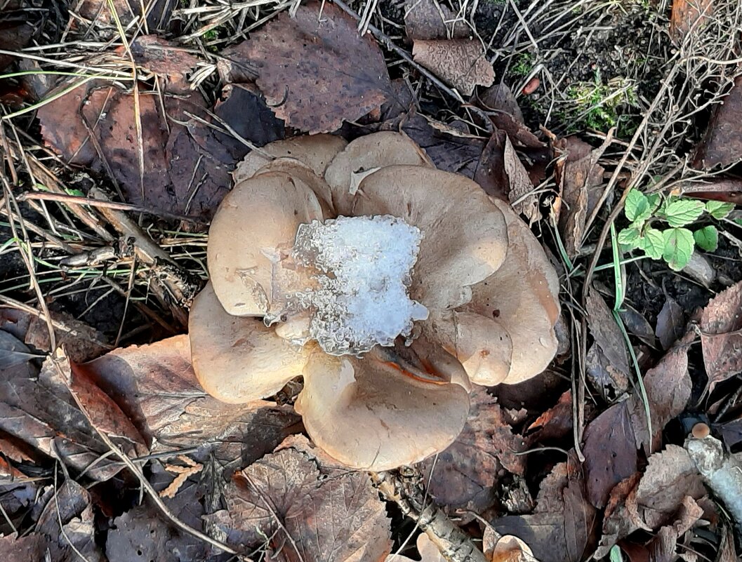 Грибы-подснежники - Наталья Герасимова Грибы-подснежники - Наталья Герасимова