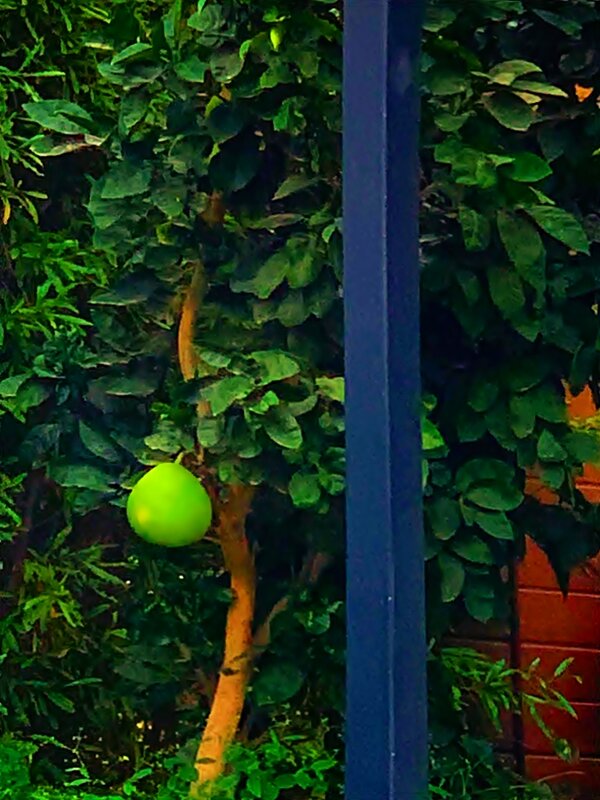 ПОМЕЛО - Анатолий Малобродский