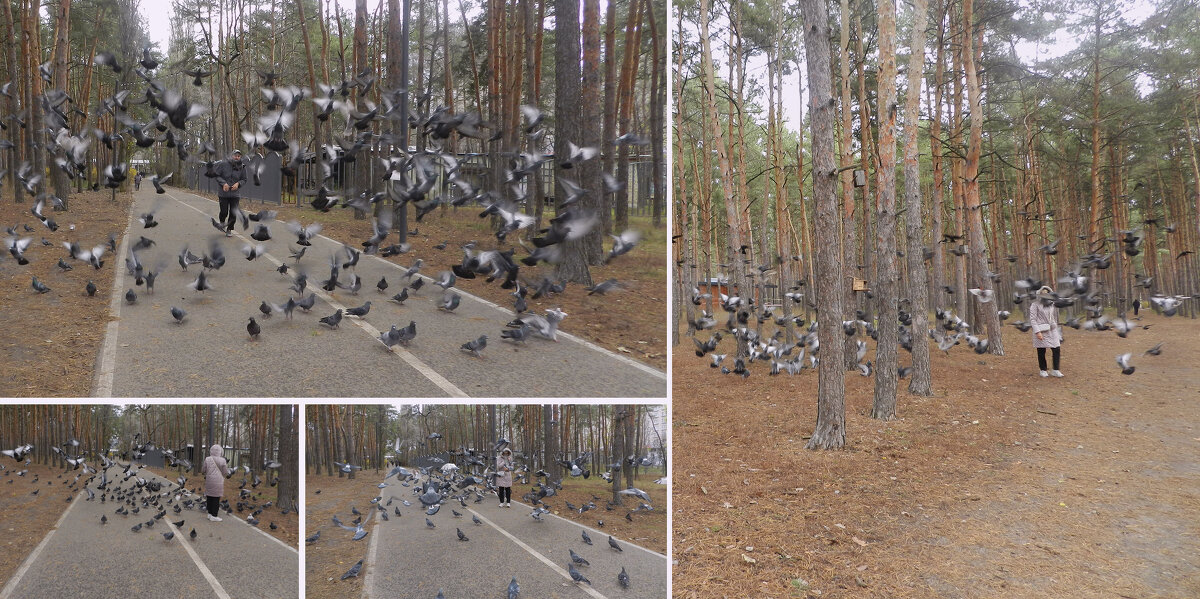 голуби парка "Танаис" - Лера 