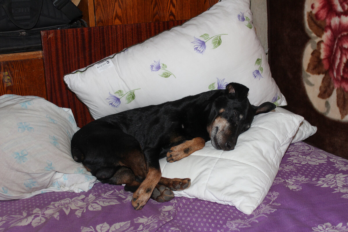 Тихий час. - Александр 