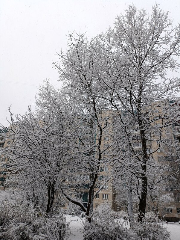 В Питер пришла зима. - Ирина ***