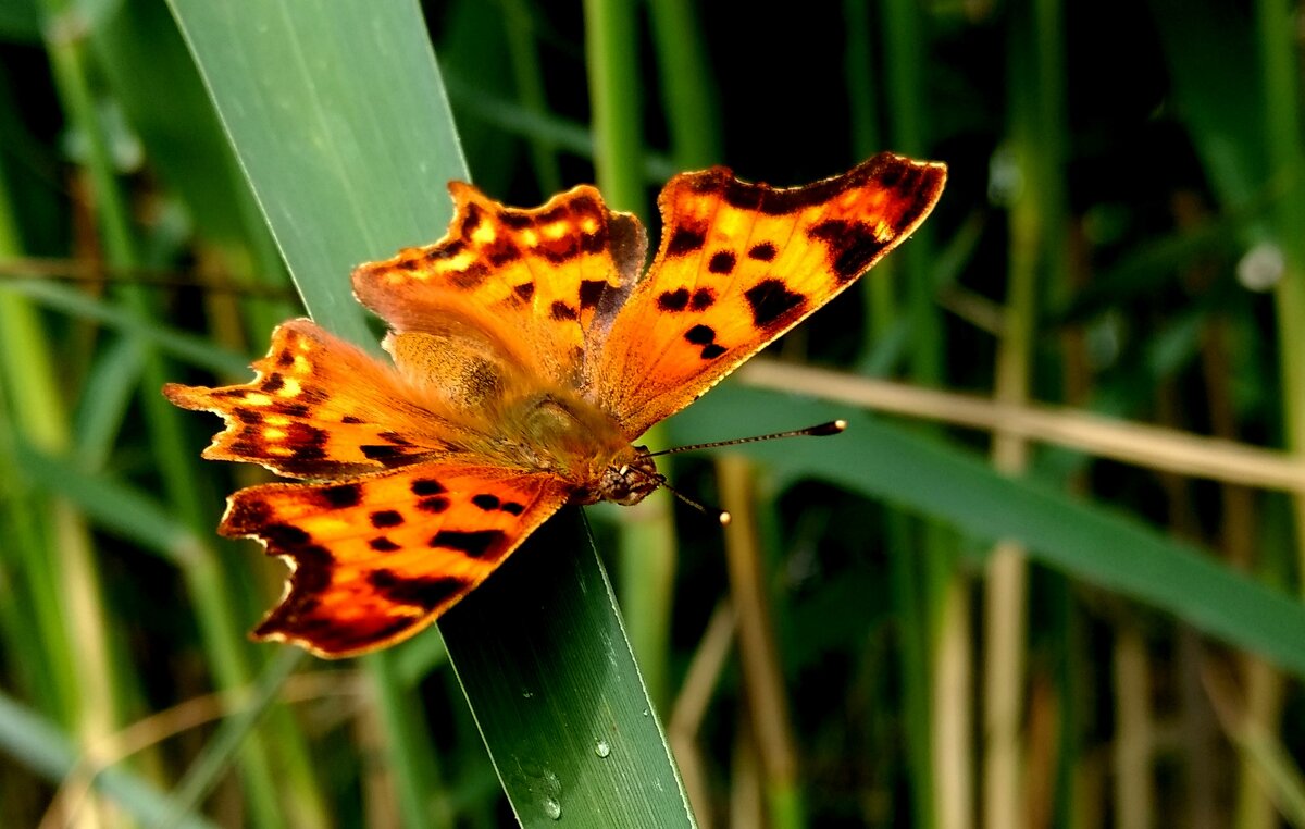 опять про бабочек...92 - Александр Прокудин опять про бабочек...92 - Александр Прокудин