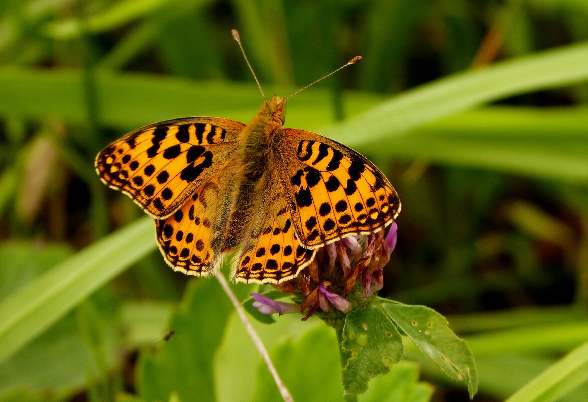 опять про бабочек...95 - Александр Прокудин