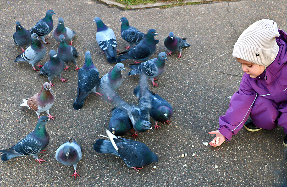 Девочка кормит голубей - какая молодец! - Светлана 