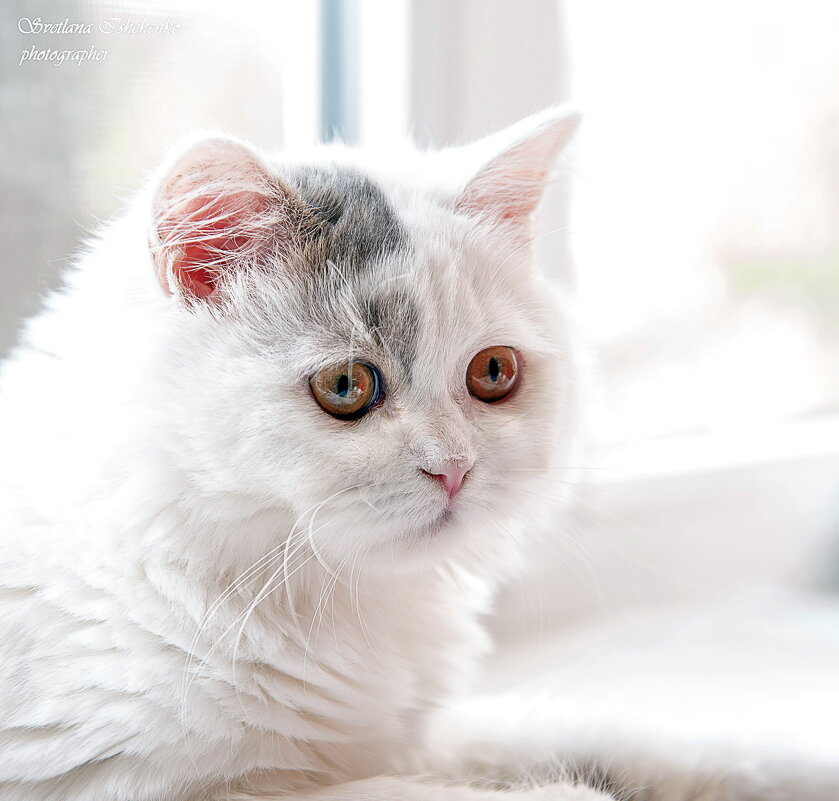 Хайленд-страйт - Светлана Ищенко