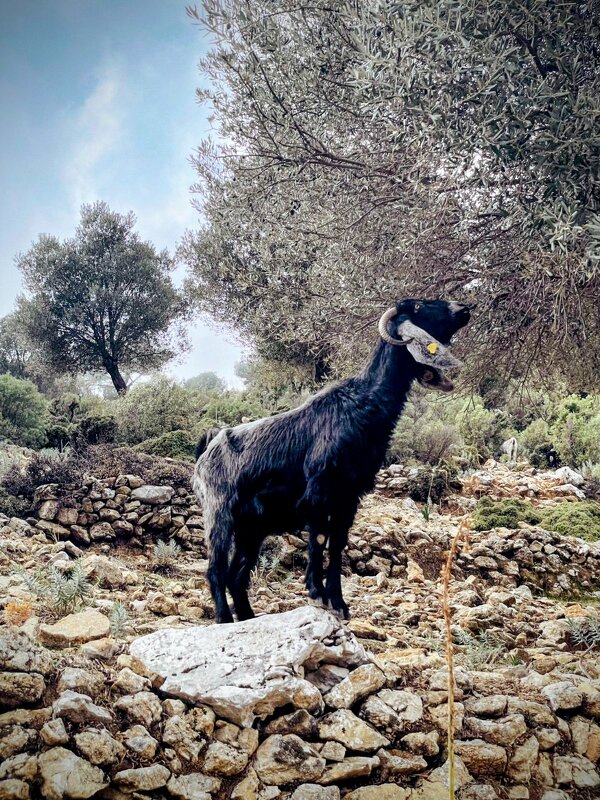 Коза... - Георгиевич 