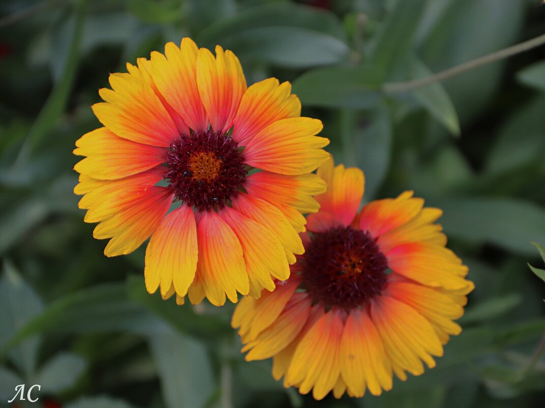 Гайлардия - Любовь Сахарова