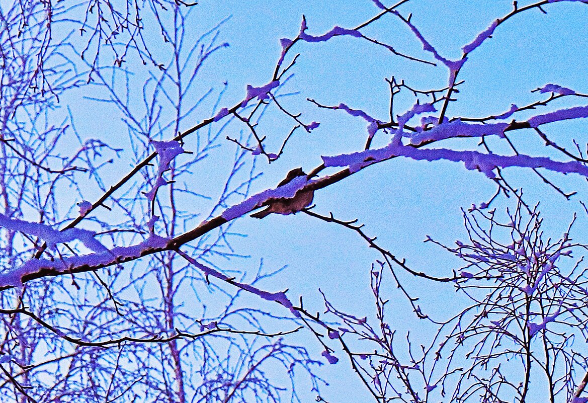 Морозное утро воробышка! - Владимир 