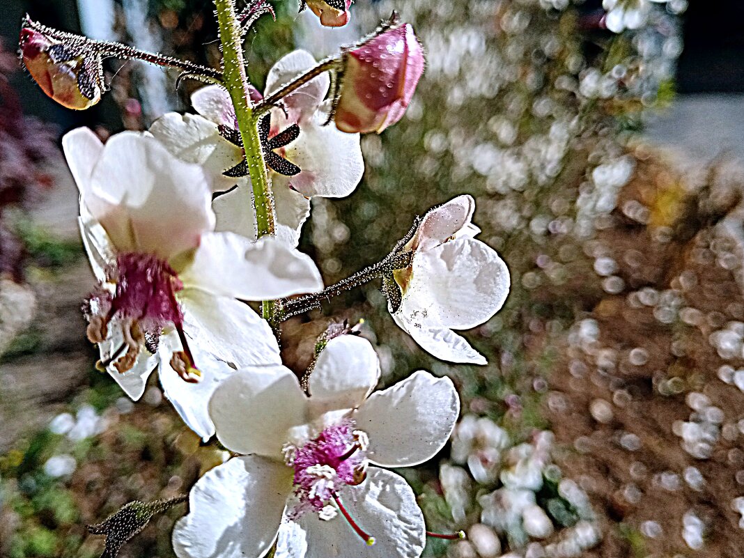 Цветы. - Владимир Драгунский Цветы. - Владимир Драгунский